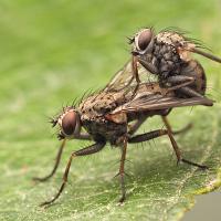 Mating Flies 